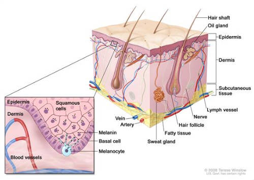Alteración de la ‘célula hematopoiética’ produce esperanzas para el tratamiento del melanoma 1