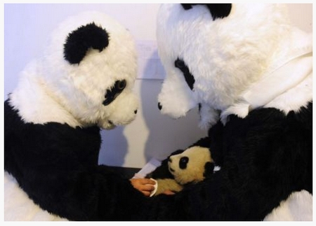 Singular manera de ayudar a un pequeño Panda 1