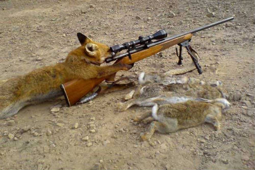Un zorro dispara a su cazador, inverosímil! 1