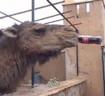 A este camello le gusta la Coca Cola [Vídeo]