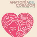 Anatomía del corazón masculino y femenino #Humor