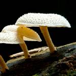 Investigadores de Yale descubren un hongo que se alimenta exclusivamente de plástico
