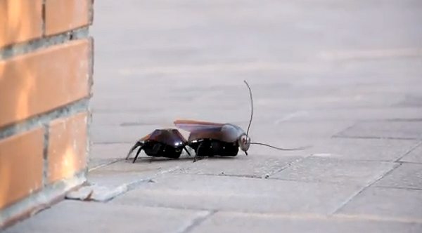 iPhone Controlled Insects, pequeños robots insectos controlados a través de dispositivos iOS 1