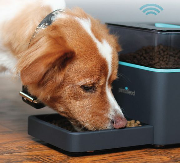 Pintofeed, alimentador automático para perros o gatos que se controla desde un smartphone 1