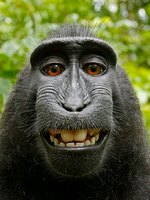 Selfies de monos y derechos de autor, ¡vaya lío!