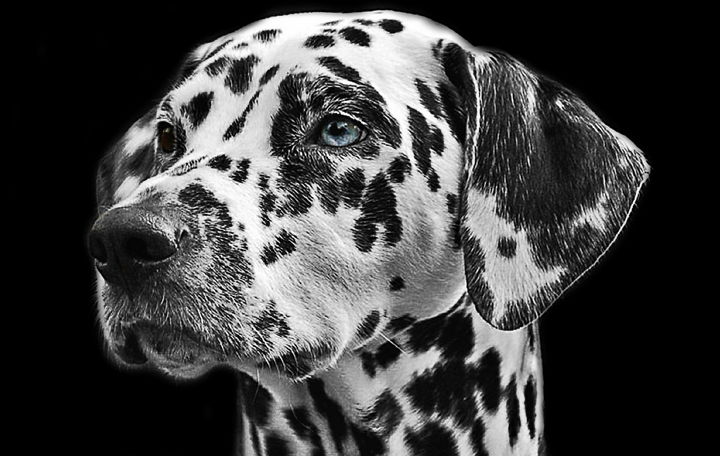 Nueva aplicación de Microsoft (Web e iOS) a través de una foto identifica la raza de un perro