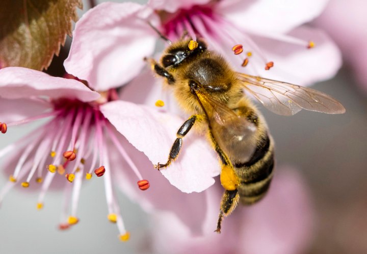 AUDI colabora en un proyecto sin ruedas: La primer colmena de abejas de alta tecnología en el mundo